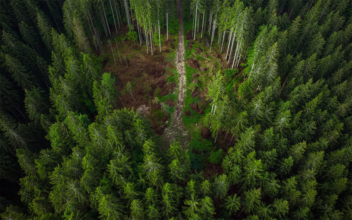 Efficient forest inventory management